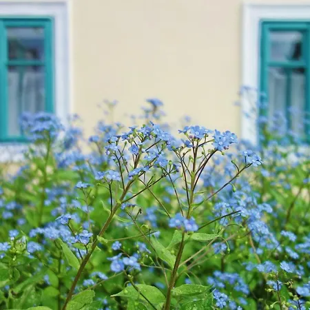 Homutuv Statek 3* Kokorin